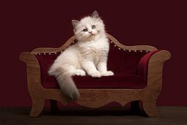 Niedliches Ragdoll-Kätzchen auf einem Sofa von Elles Rijsdijk