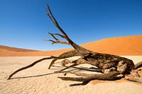 Dead Shapes - De Gevallen Echo