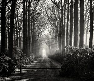 Sun rays in the forest by Edwin Mooijaart