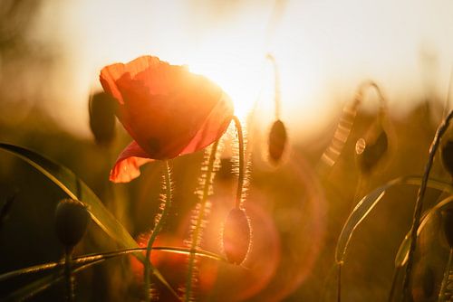 Klaproos in de avondzon
