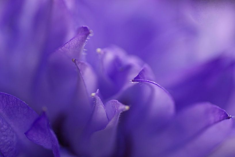 Close-up of the purple Campanula by Birgitte Bergman