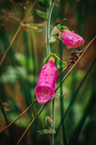 Digitale pourpre - Fleurs parsemées de gouttes de pluie