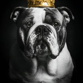 Royal English Bulldog with golden crown by John van den Heuvel