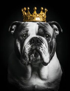 Royal English Bulldog with golden crown by John van den Heuvel