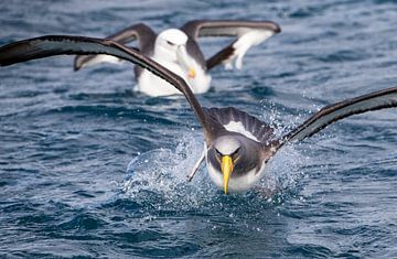 Chathamalbatros, Thalassarche eremita von Beschermingswerk voor aan uw muur