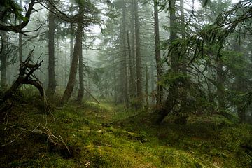 Magisch bergsparrenbos in de mist 4 van Holger Spieker