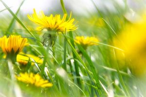 Schöne Blumen  von René Pronk