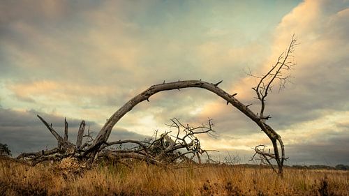 Landschap heide Achelse Kluis bij Leende