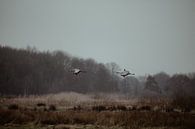 Two flying cranes at Fochteloërveen by Rob Veldman thumbnail