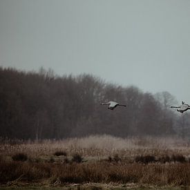 Zwei fliegende Kraniche im Moorgebiet Fochteloërveen von Rob Veldman