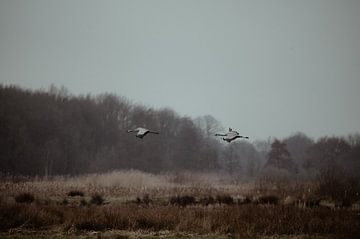 Twee vliegende kraanvogels bij het Fochteloërveen van Rob Veldman