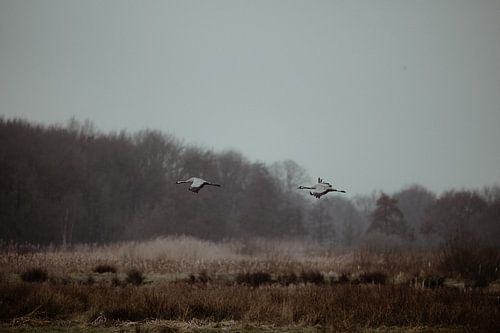 Deux grues en vol dans la lande de Fochteloërveen sur Rob Veldman