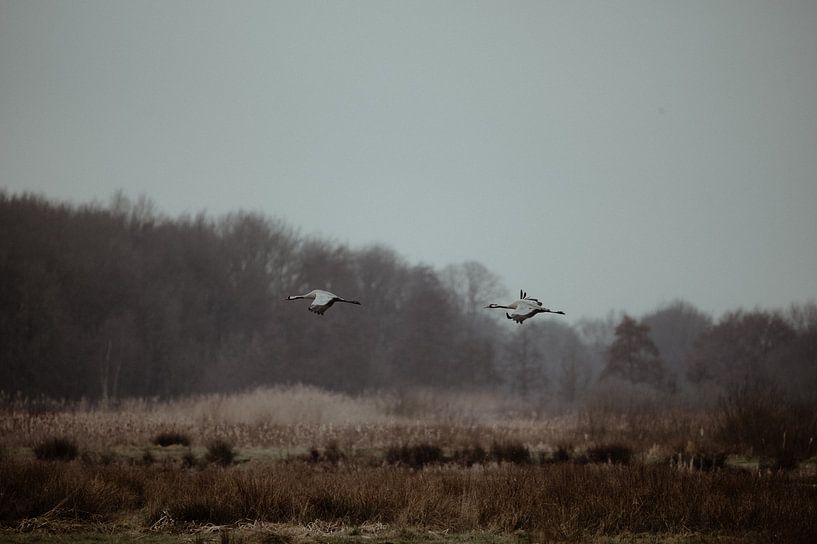 Zwei fliegende Kraniche im Moorgebiet Fochteloërveen von Rob Veldman
