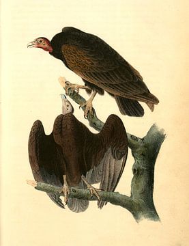 Truthahngeier, John James Audubon