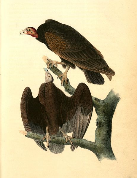 Truthahngeier, John James Audubon von Liszt Collection