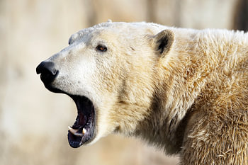 Eisbär'.