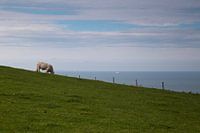 Downhill grazer