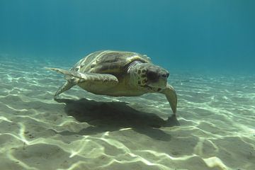 Zeeschildpad in Zakynthos van Daniëlle van der meule