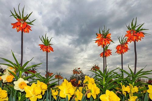 Keizerskroon en narcissen