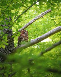 Tawny owl Amsterdam Forest by Tom Zwerver