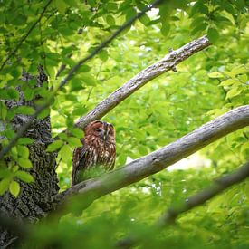 Bosuil Amsterdamse Bos van Tom Zwerver