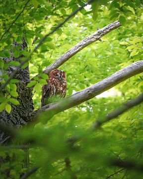 Bosuil Amsterdamse Bos van Tom Zwerver