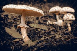 Fungi in the verge by Jan van der Knaap