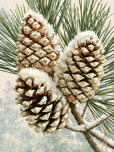 Verschneite Kiefernzapfen am Zweig – Winterliche Botanik