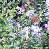 papillon sur lilas sur Plinck Fotografie