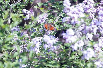 vlinder op sering van Plinck Fotografie
