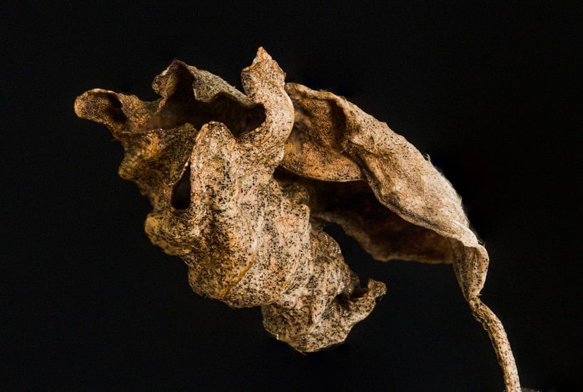 Natur Kunst von Klaartje Majoor