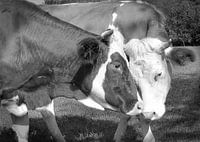 Cow love