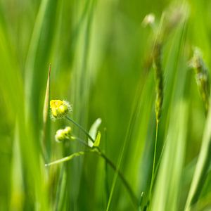 Boterbloem in knop