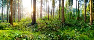 Sonnenaufgang im Wald
