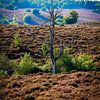 Dode boom op de Veluwe van Nick van Dijk