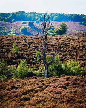 Dode boom op de Veluwe van Nick van Dijk