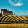 Wijnvelden en wijngaard van Apostelhoeve te Maastricht in de herfst - Alsof in Frankrijk! van Dorus Marchal