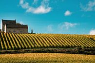 Wijnvelden en wijngaard van Apostelhoeve te Maastricht in de herfst - Alsof in Frankrijk! van Dorus Marchal thumbnail