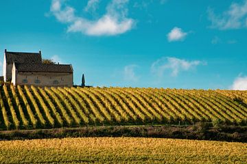 Wijnvelden en wijngaard van Apostelhoeve te Maastricht in de herfst - Alsof in Frankrijk! van Dorus Marchal