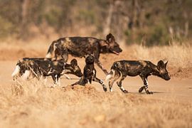 Wild dogs with puppies by Francis Dost