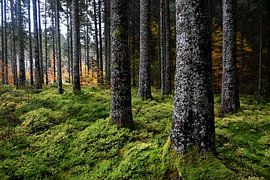 Herbstlicht im Zauberwald von Lupaluk