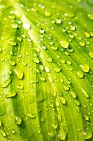 Plant leaf with drops