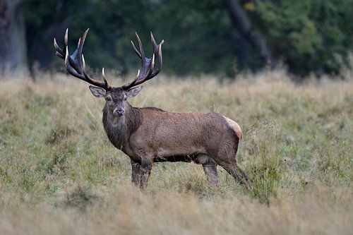 Majestätischer Rothirsch ( Cervus elaphus ) auf einer Lichtung im Wald