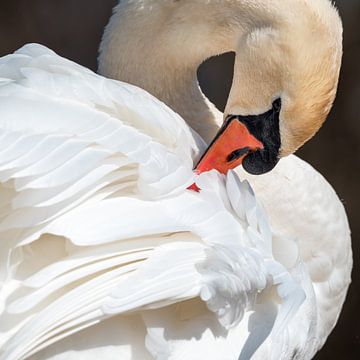 Witte zwaan plukt aan zijn veren van Jolanda Aalbers