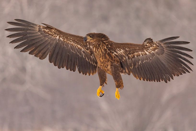Bald eagle (Haliaeetus albicilla), bird of prey. by Gert Hilbink