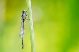 Damsel on a stem