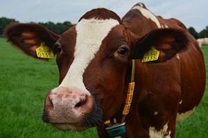 Curious cow by My Footprints