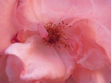 mooie roze, Snezana Petrovic van 1x