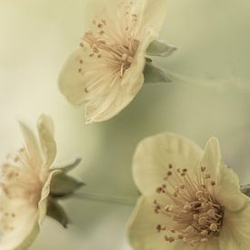 Eine verträumte Atmosphäre. von Alie Ekkelenkamp