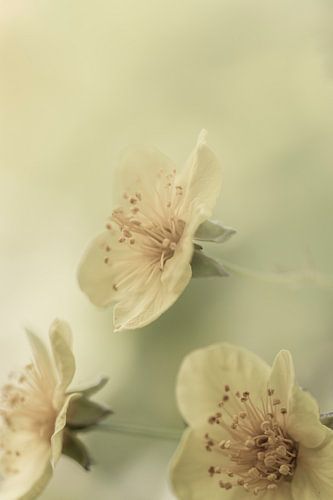 Dromerige sfeer. van Alie Ekkelenkamp